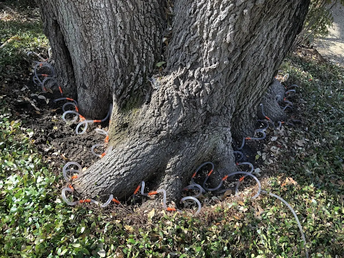 Detailed Tree Cabling and Bracing job site in Crown City